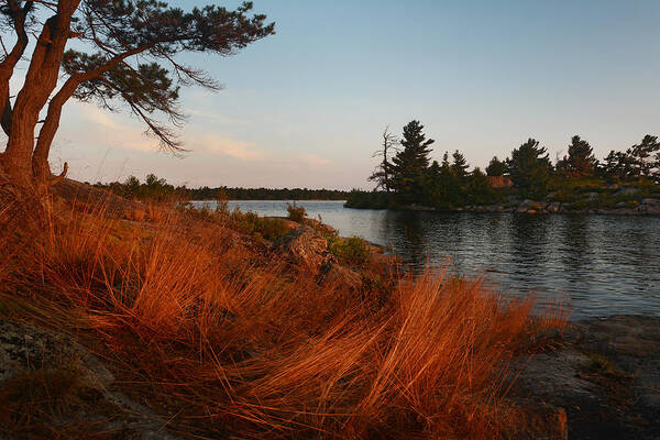 Hopewell Bay Poster featuring the photograph Red Wild Grass Georgian Bay by Steve Somerville