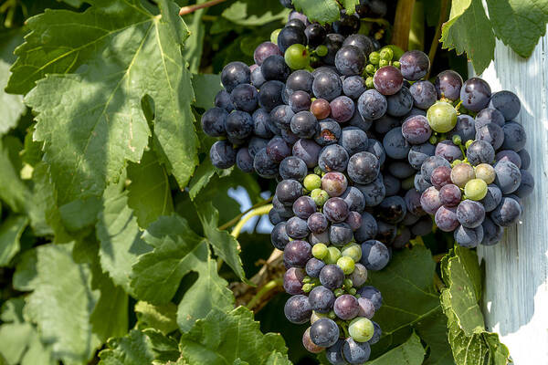 Colorado Vineyard Poster featuring the photograph Red Wine Grapes on the Vine by Teri Virbickis