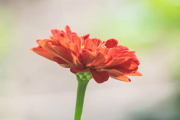 Red Zinnia Poster featuring the photograph Red Zinnia Macro by Mary Ann Artz