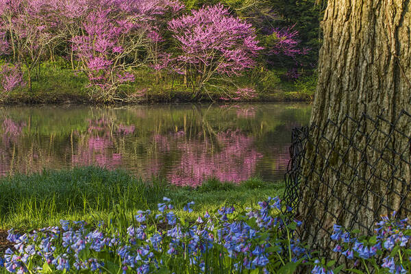 Redbuds Poster featuring the photograph Redbuds and Bluebells by Lindley Johnson