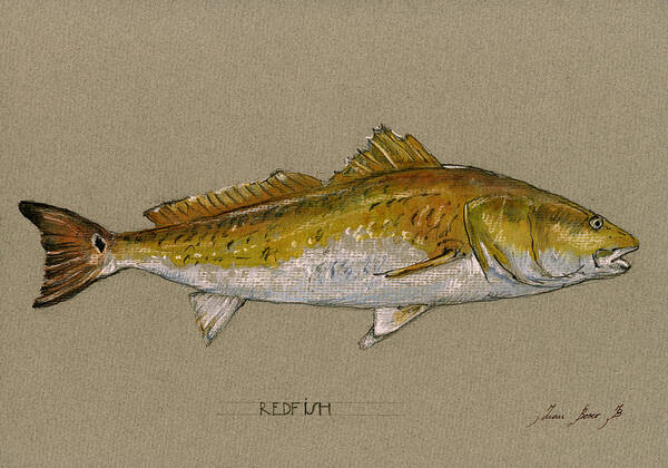 Bonefish Art Poster featuring the painting Redfish painting by Juan Bosco