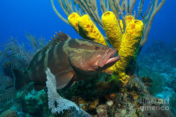 Nassau Grouper Poster featuring the photograph Reef Denizon by Aaron Whittemore