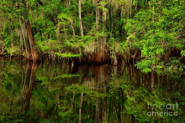 Cypress Poster featuring the photograph Reflections Near The Suwannee River by Adam Jewell