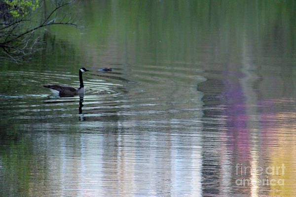 Lake Poster featuring the photograph Reflections of a Canada Goose by Karen Adams