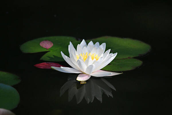 Lily Poster featuring the photograph Reflections of a Water Lily by Trina Ansel