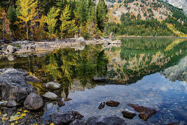 Grand Teton National Park Poster featuring the photograph Reflections on Jenny Lake by Roslyn Wilkins