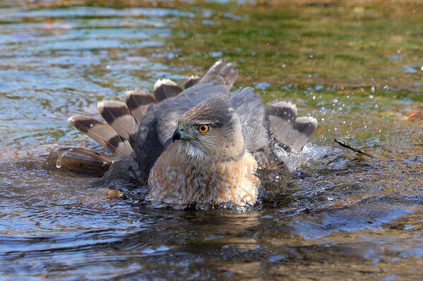 Cooper's Hawk Poster featuring the photograph Refreshing bath by Doris Potter