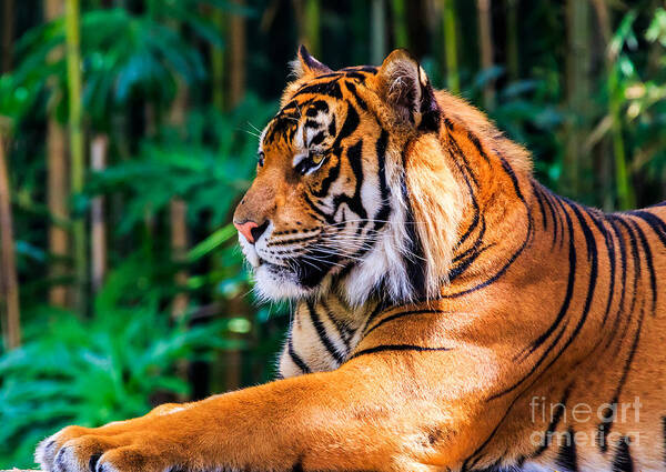 Animal Poster featuring the photograph Regal Tiger by Ray Shiu