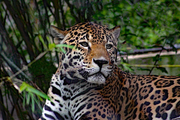 Nature Poster featuring the photograph Relaxing Jaguar by DB Hayes