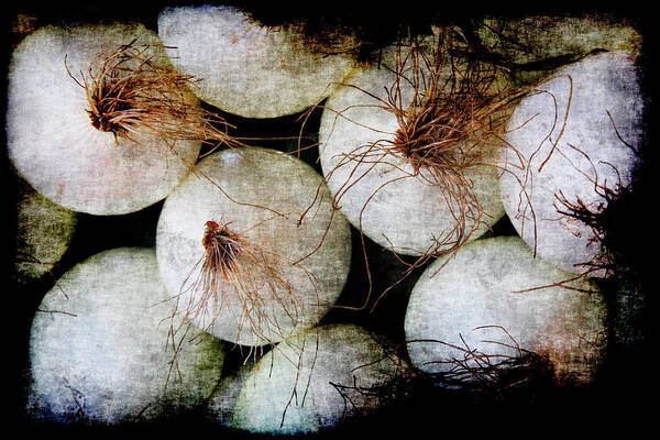 Renaissance Poster featuring the photograph Renaissance White Onions by Jennifer Wright