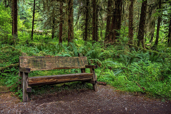 Hoh Poster featuring the photograph Restful Bench in the Forest by Roslyn Wilkins