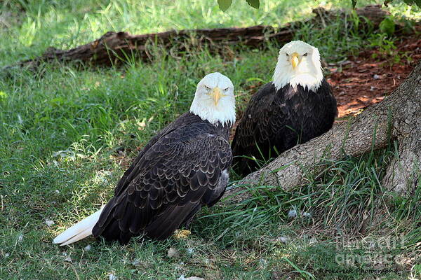 Nature Poster featuring the photograph Resting Bald Eagles by Sheila Brown