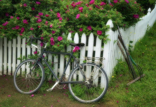 #monhegan#island#maine#beachroses#bike Poster featuring the photograph Resting Place by Darylann Leonard Photography