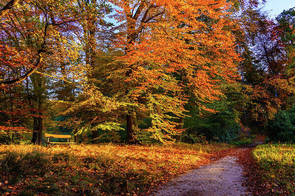 Alley Poster featuring the photograph Resting place in an autumn park by Dmytro Korol