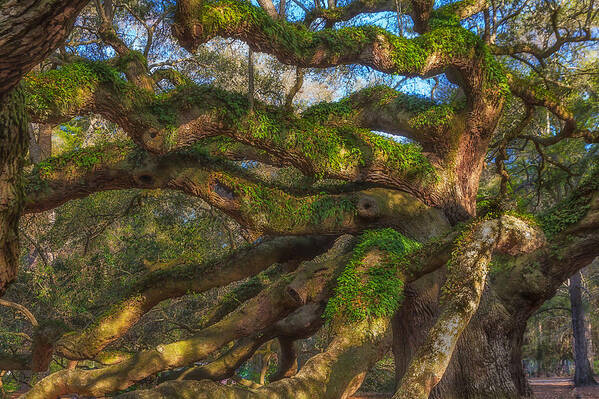 Tree Poster featuring the photograph Resurrection Fern dons Angel Oak by Patricia Schaefer
