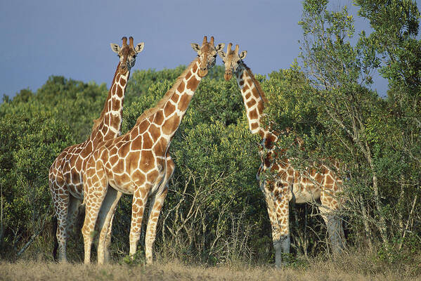 00910207 Poster featuring the photograph Reticulated Giraffe Trio by Kevin Schafer