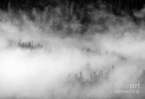 Fog Poster featuring the photograph Revealed by the Light by Michael Dawson