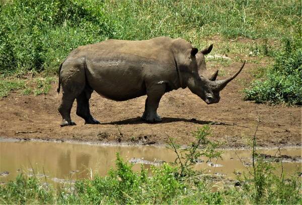 Rhino Poster featuring the photograph Rhino 2 by Vijay Sharon Govender