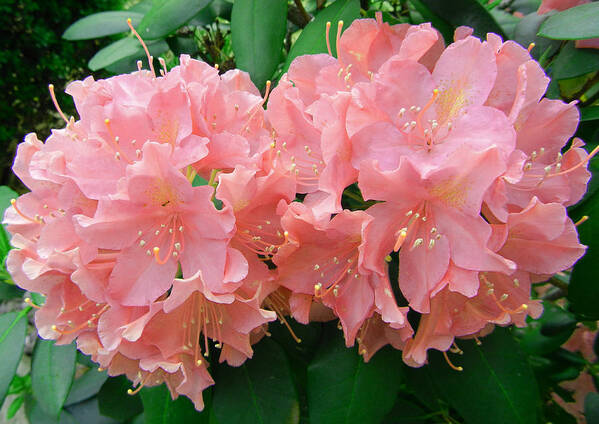 Rhododendron Beauty2 Poster featuring the photograph Rhododendron Beauty2 by Emmy Marie Vickers