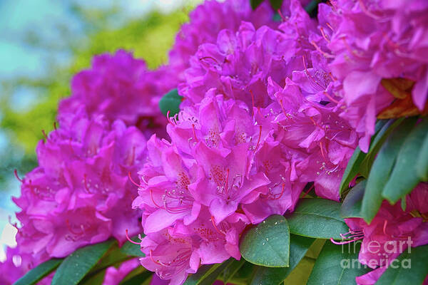 Rhododendron Poster featuring the photograph Rhododendron in pink by Eva-Maria Di Bella