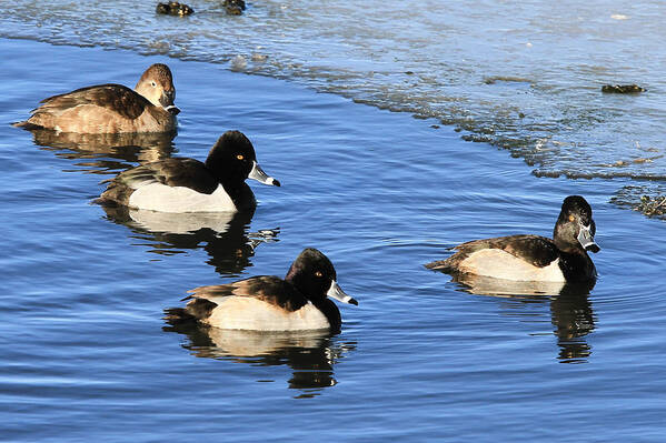 Ring Necked Duck Poster featuring the photograph Ring Necked Ducks by Juli Ellen