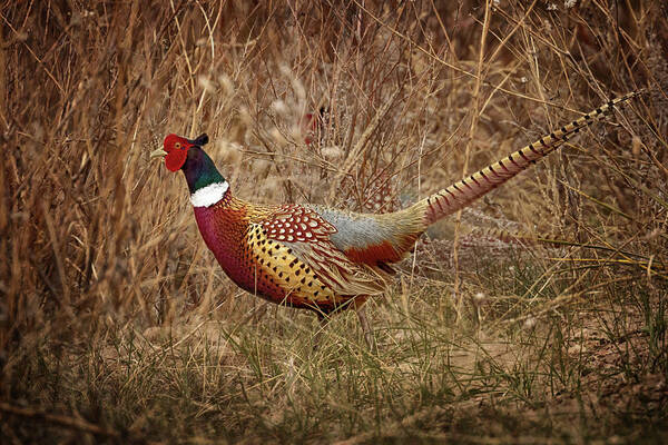 Pheasants Poster featuring the photograph Ring Necked Pheasant by Susan Rissi Tregoning