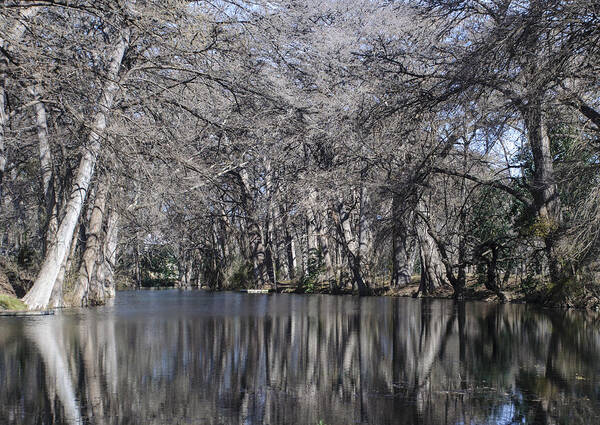 River Poster featuring the photograph Rio Frio in winter by Brian Kinney