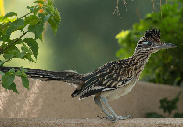 Roadrunner Poster featuring the photograph Roadrunner Closeup by John Daly