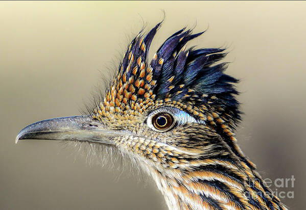 Bird Poster featuring the photograph Roadrunner Portrait by Lisa Manifold