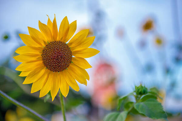 Brentwood Poster featuring the photograph Roadside Flower 2 by Robin Mayoff