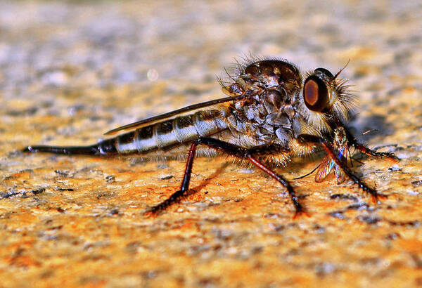 Robber Fly Poster featuring the photograph Robber Fly 001 by George Bostian