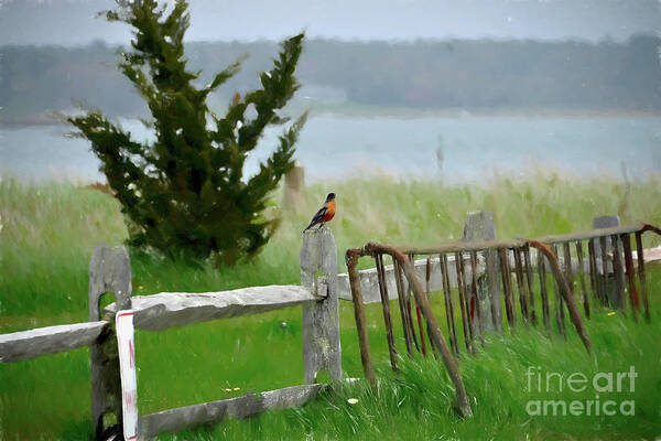 Landscape Poster featuring the photograph Robin by Alison Belsan Horton