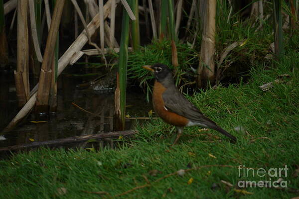 Robin Poster featuring the photograph Robin at the Pond by Heather Hennick