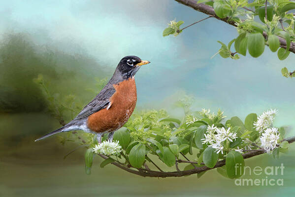 Robin Poster featuring the photograph Robin in Chinese Fringe Tree by Bonnie Barry