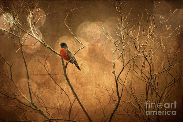Robin Poster featuring the photograph Robin by Lois Bryan