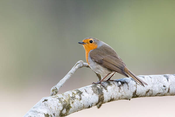 Robin Poster featuring the photograph Robin by Torbjorn Swenelius