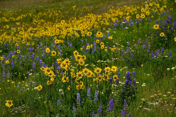 Colorado Poster featuring the photograph Rocky Mountain Wildflowers by Tranquil Light Photography