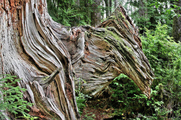 Trees Poster featuring the photograph Roots - Welcome to Olympic National Park WA USA by Alexandra Till