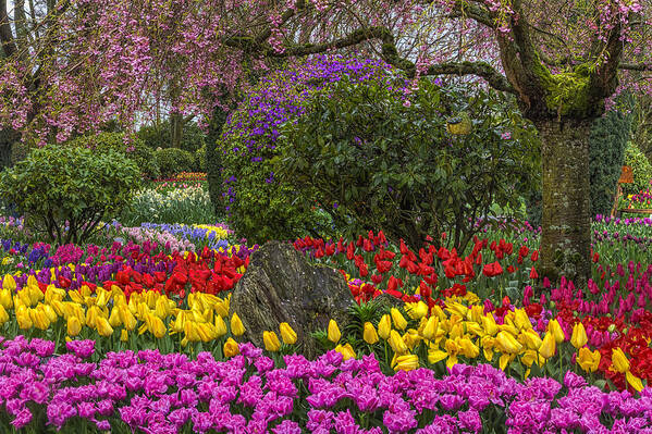 Tulips Poster featuring the photograph Roozengaarde Flower Garden by Mark Kiver