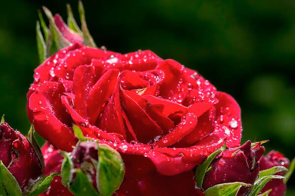 Rose Poster featuring the photograph Rose After Rain by Leif Sohlman