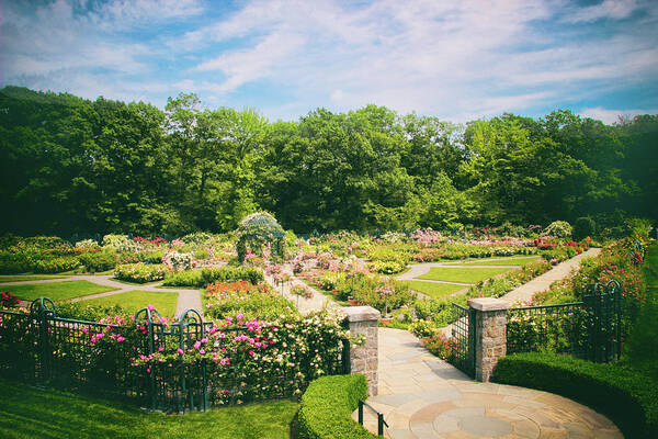 New York Botanical Garden Poster featuring the photograph Rose Garden Views by Jessica Jenney