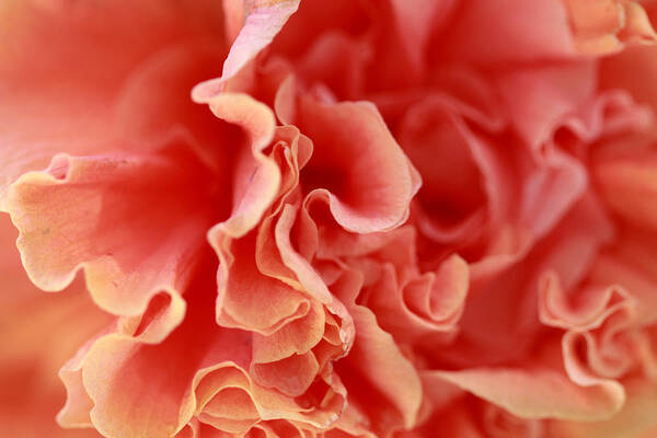 Rose Poster featuring the photograph Rose Petals Abstract by Angela Murdock