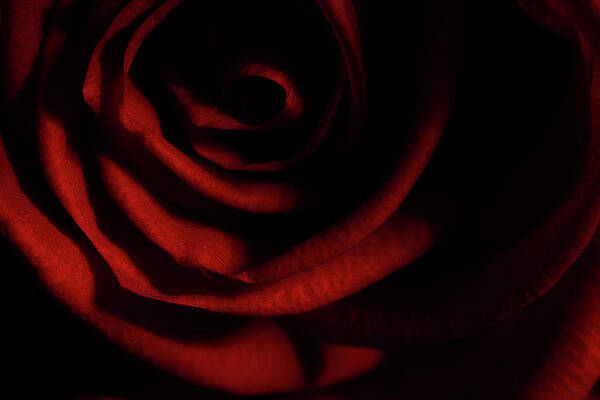 Rose Poster featuring the photograph Rose Series 3 Red by Mike Eingle