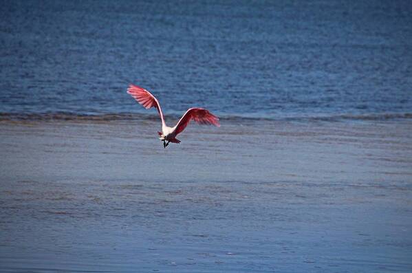 Roseate Spoonbill Poster featuring the photograph Roseate Spoonbill in Flight IV by Michiale Schneider