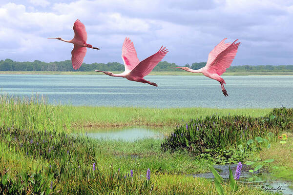Birds Poster featuring the digital art Roseate Spoonbills of Florida Bay by M Spadecaller