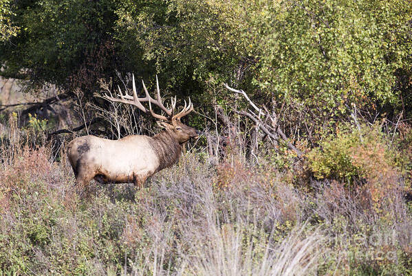 Elk Poster featuring the photograph Royal by Douglas Kikendall