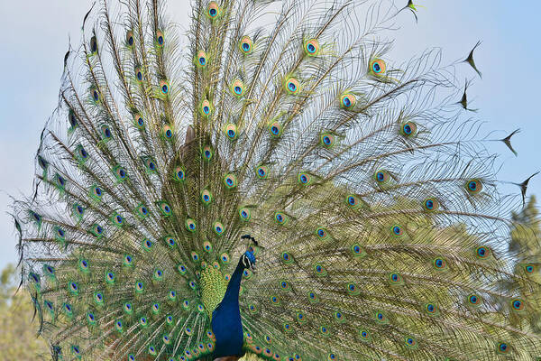 Peacock Poster featuring the photograph Royal Fowl 21 by Fraida Gutovich
