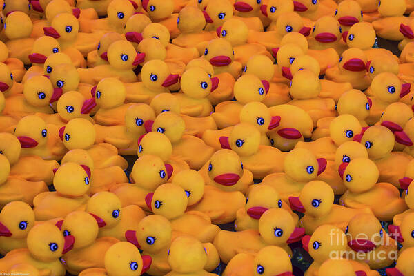 Rubber Duckies Poster featuring the photograph Rubber Duckies by Mitch Shindelbower
