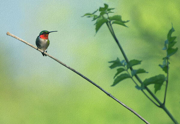 Hummingbird Poster featuring the photograph Ruby Red Perch by Art Cole