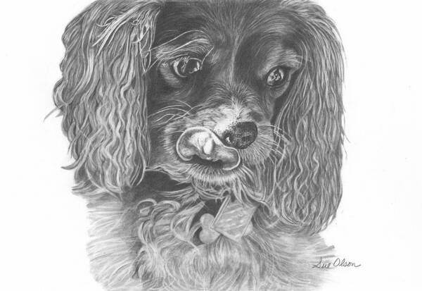 Cavalier King Charles Spaniel Poster featuring the drawing Ruby by Sue Olson